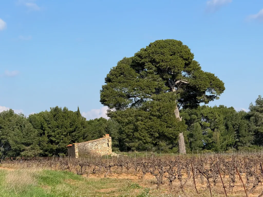 Pinet